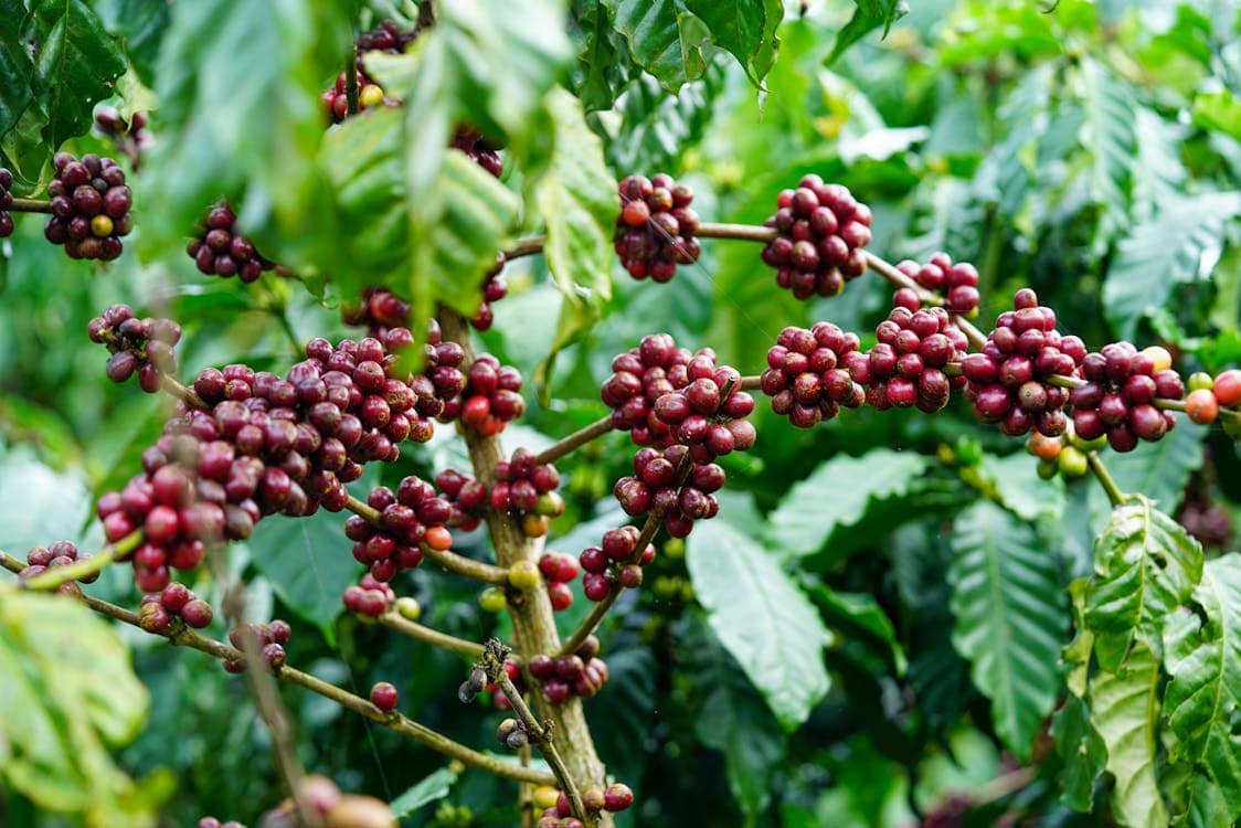 Close-up of ripe coffee cherries on a branch