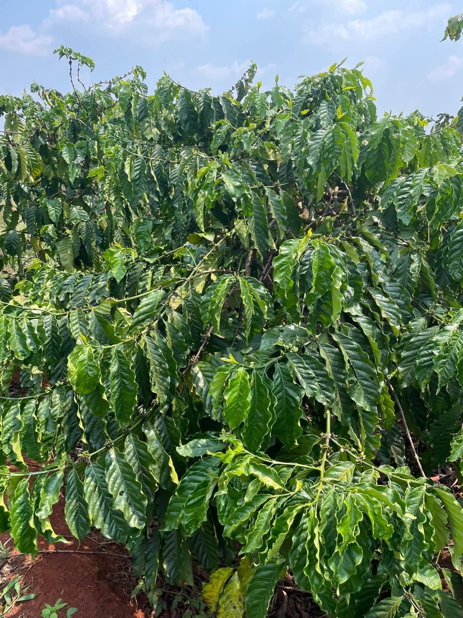 Dense coffee canopy growing in red soil
