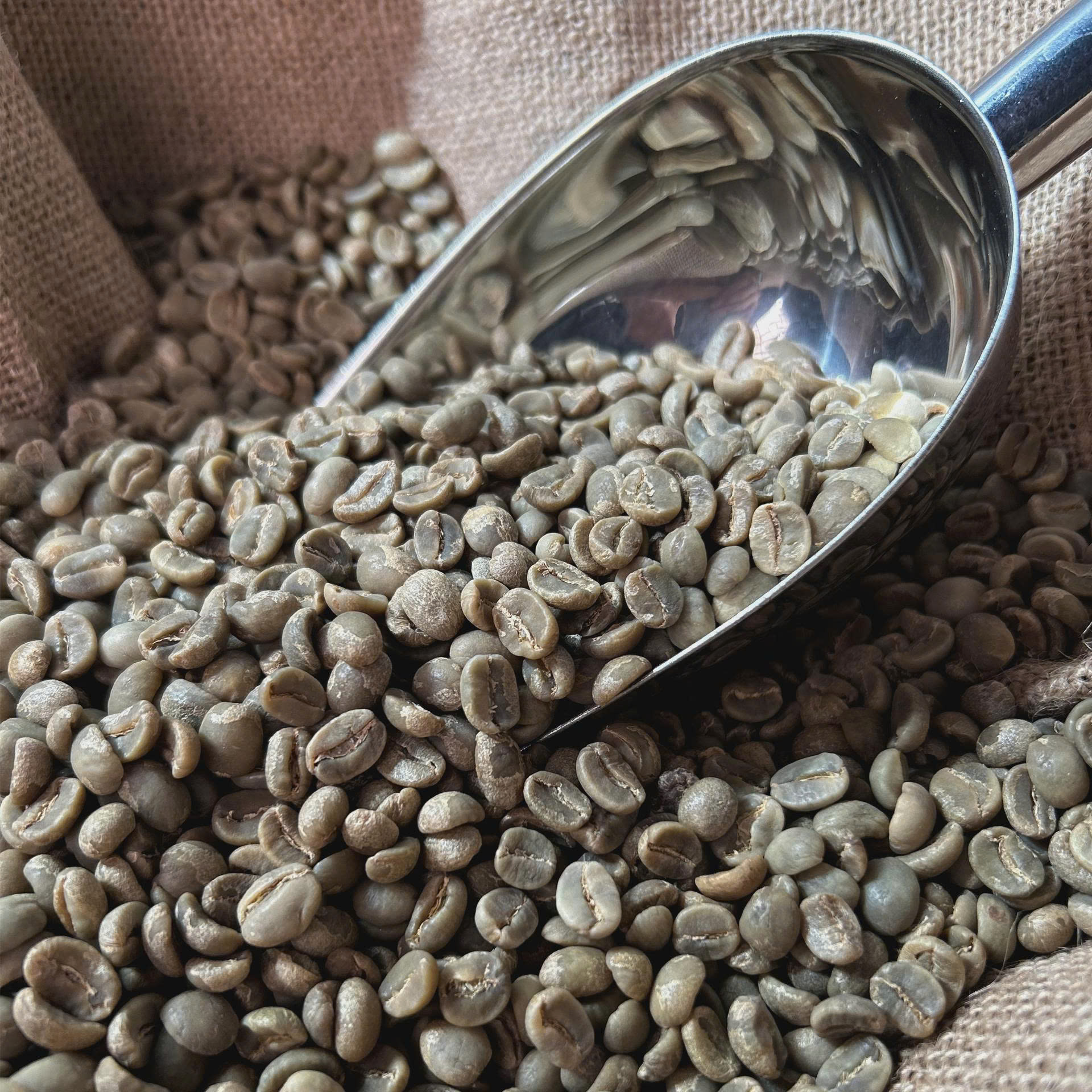 Green Robusta coffee beans in a scoop