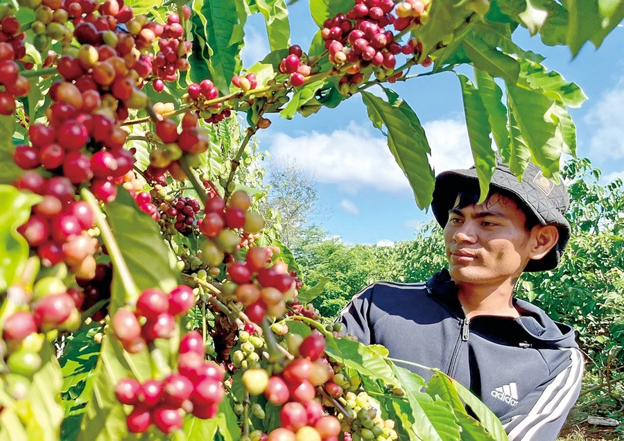 Coffee cherries being selected on a branch