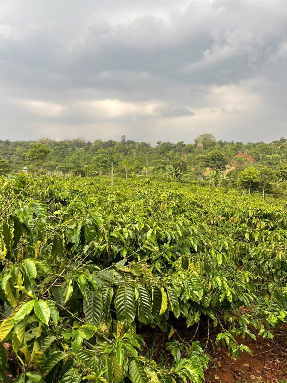 Coffee plantation landscape