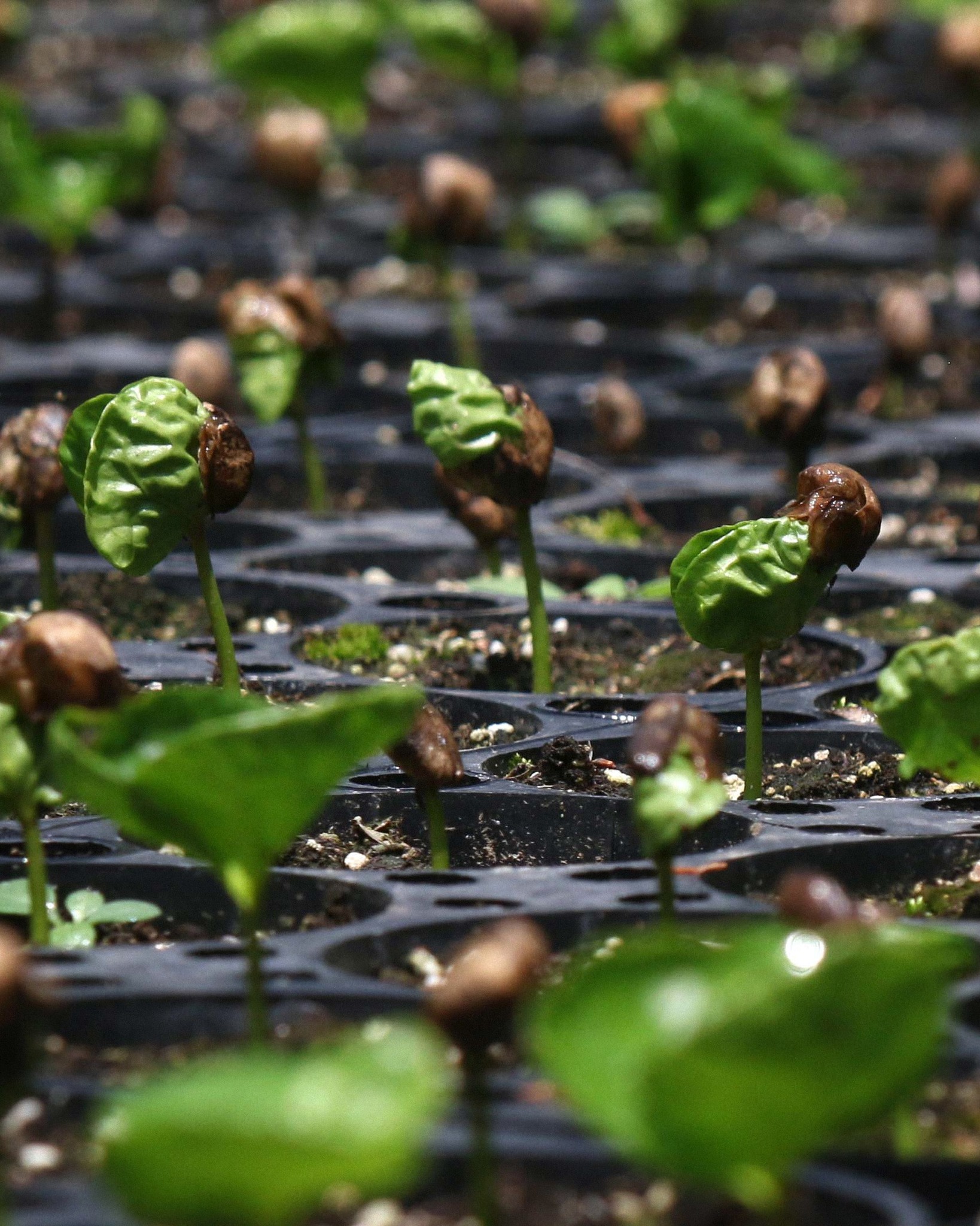 Young coffee seedlings in nursery trays